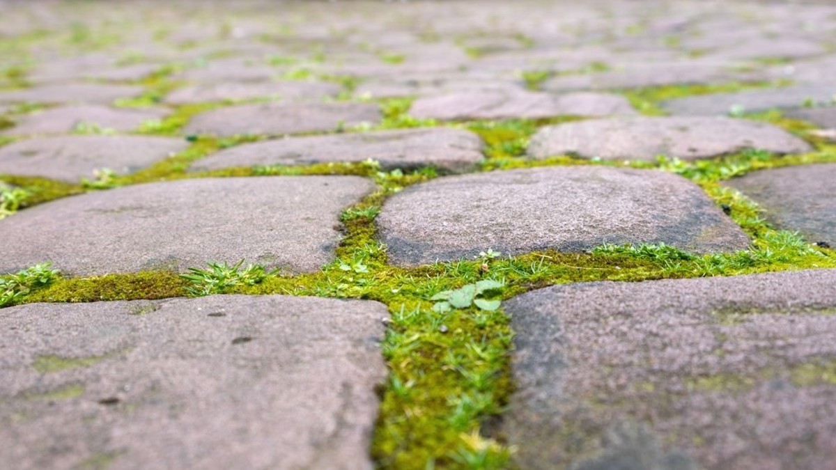 czysta szara kostka brukowa po usunięciu mchu lśniąca wodą