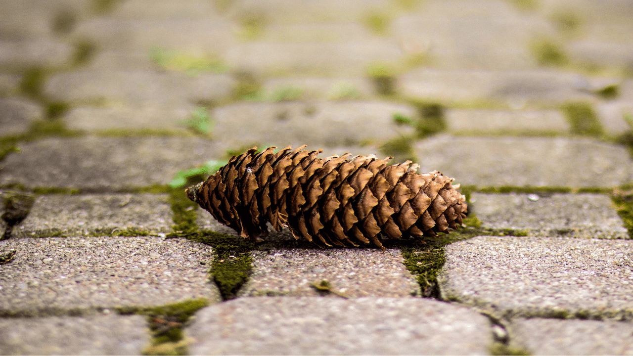 Mech na kostce brukowej – jak go usunąć mechanicznie i czym go potrawić chemicznie?